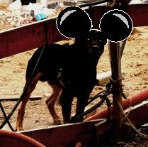 https://www.lazone.org/data/img/lapinchien/mickey9.jpg
